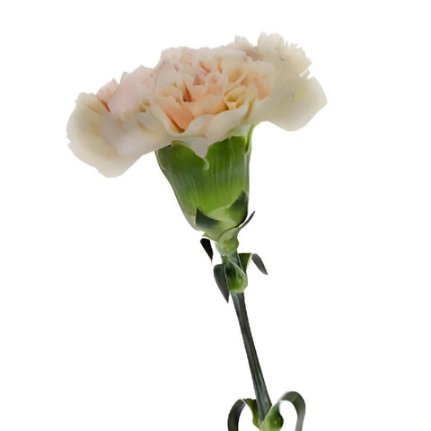 Antique Creamy Peach Carnations Stem