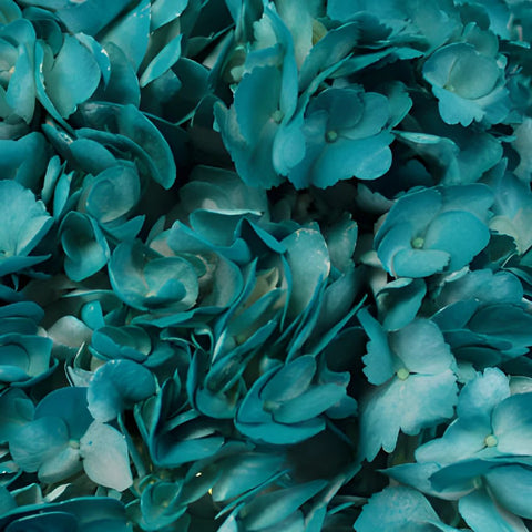 Aquamarine Blue Airbrushed Hydrangea Up Close