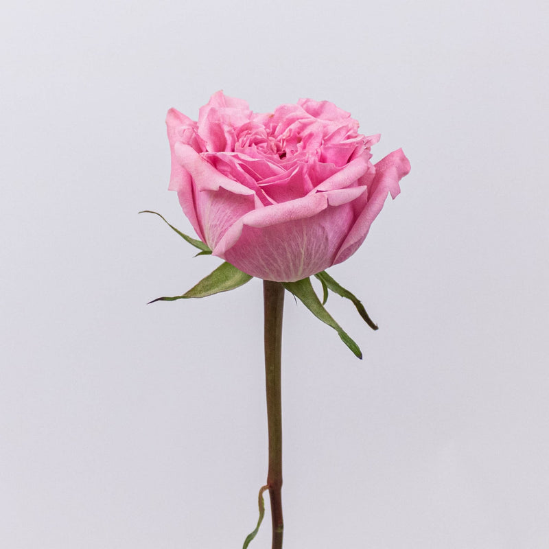 Art Deco Pink Rose Stem