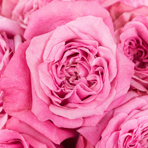 Art Deco Pink Rose Up Close