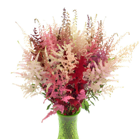 Assorted Astilbe Flower May to October