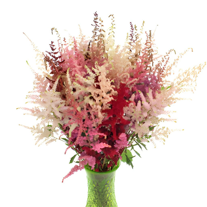 Assorted Astilbe Flower May to October