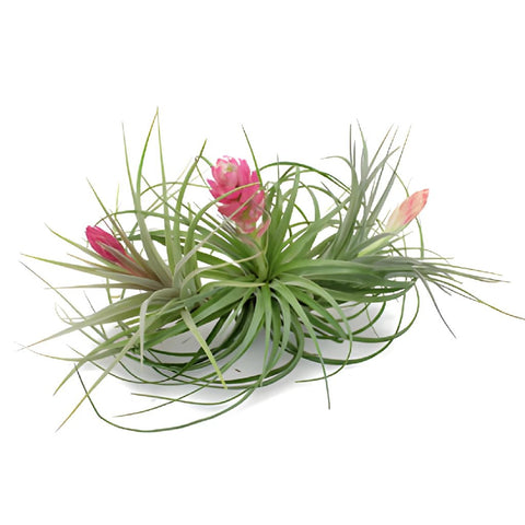 Flowering Air Plants for DIY Brides