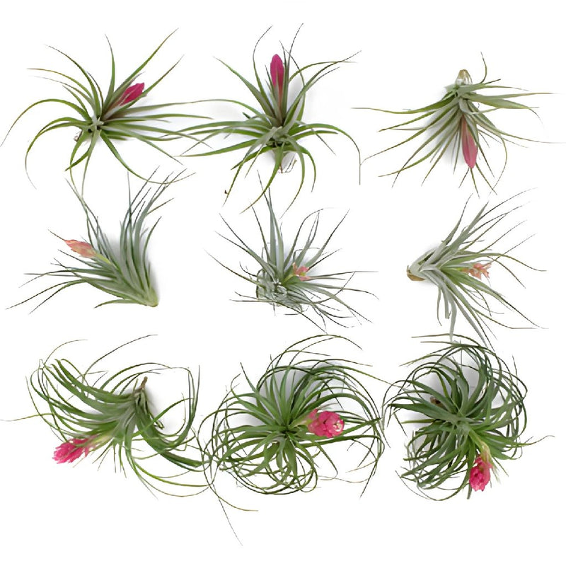 Flowering Air Plants for DIY Brides