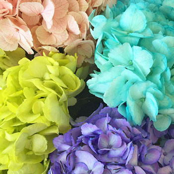 Assorted Enhanced Hydrangea Flower Up Close