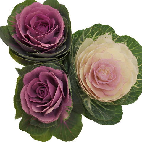 Assorted Farm Kale Mix