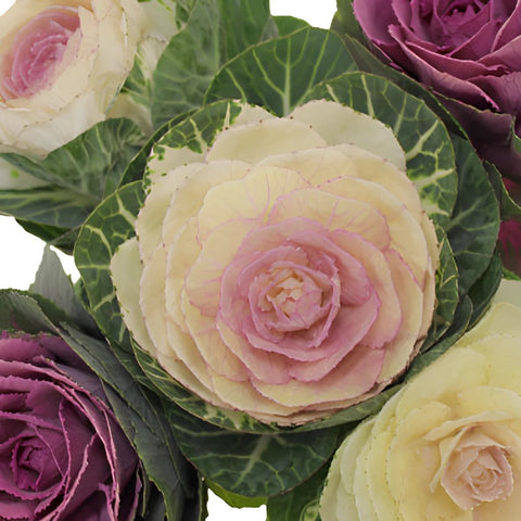Assorted Farm Kale Mix