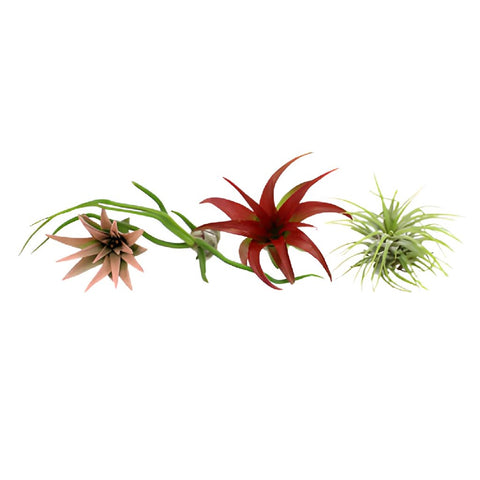 Bulk Assorted Air Plants for DIY Arranging