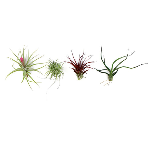 Bulk Assorted Air Plants for DIY Arranging