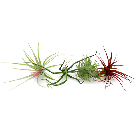 Bulk Assorted Air Plants for DIY Arranging