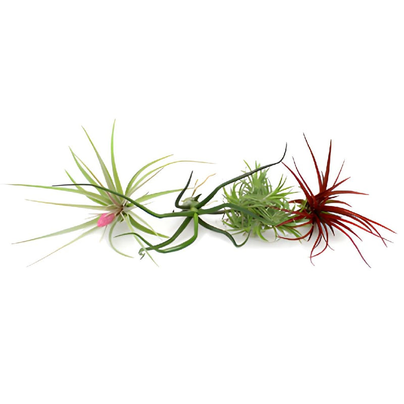 Bulk Assorted Air Plants for DIY Arranging