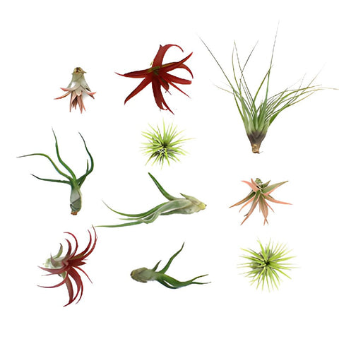 Bulk Assorted Air Plants for DIY Arranging