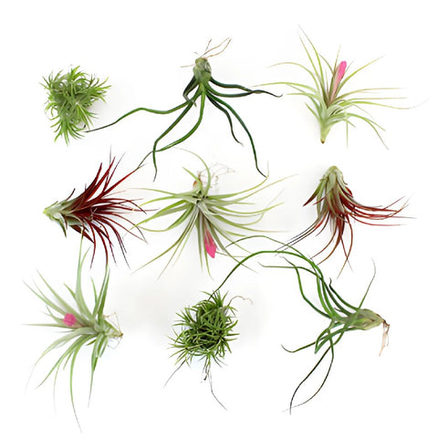 Bulk Assorted Air Plants for DIY Arranging