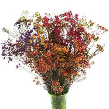 Enhanced Mixed Rainbow Wax Flowers May 16th to November 30th Delivery