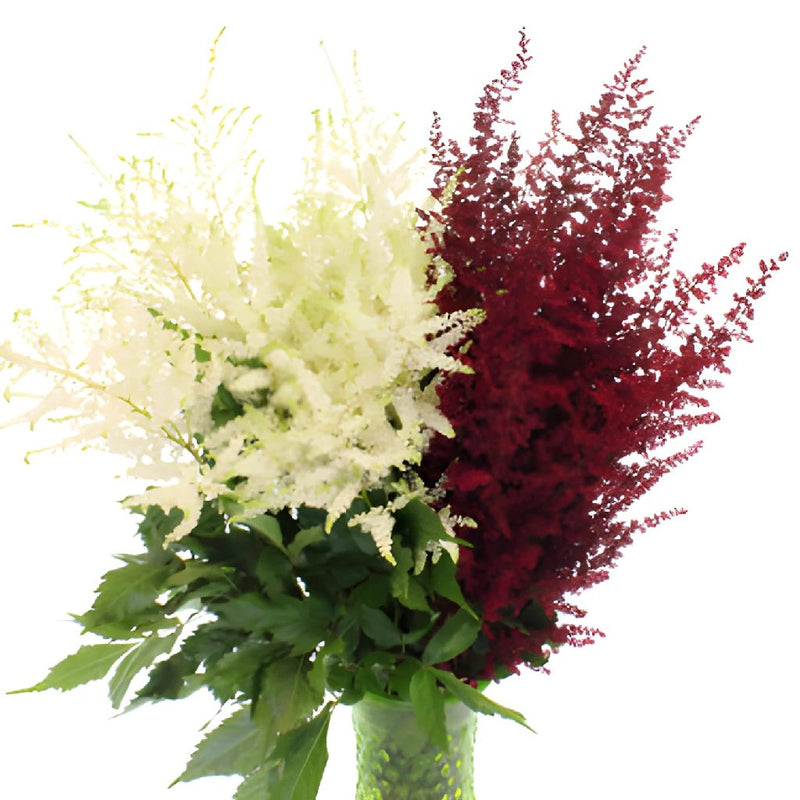 Red and White Festive Astilbe Flower November to April
