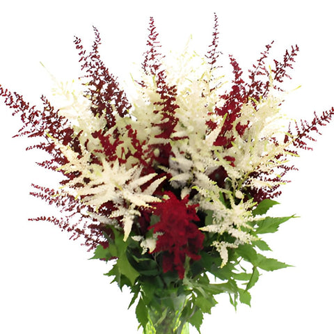 Red and White Festive Astilbe Flower November to April