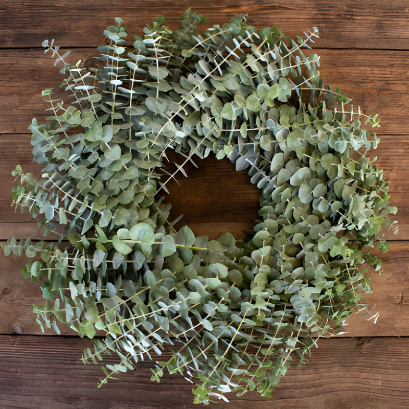 Baby Eucalyptus Fresh Wreaths