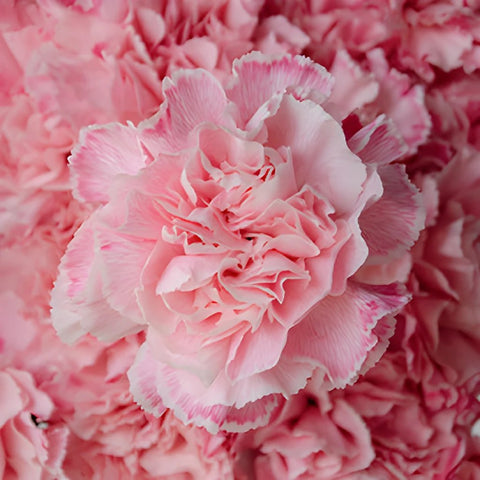 Baby Shower Pink Flower Carnation Up Close