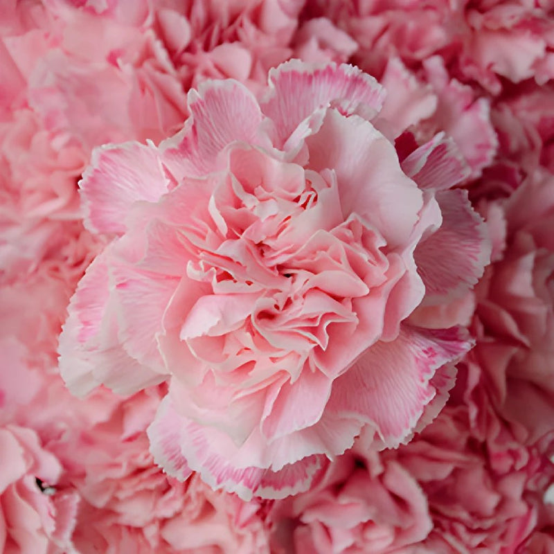 Baby Shower Pink Flower Carnation Up Close