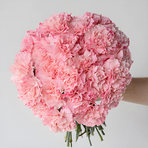 Baby Shower Pink Flower Carnation in a Hand