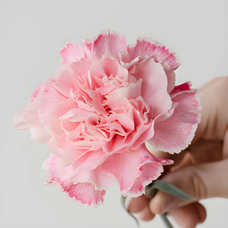 Baby Shower Pink Flower Carnation Stem