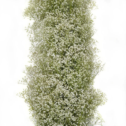 Baby Breath Garland Close up