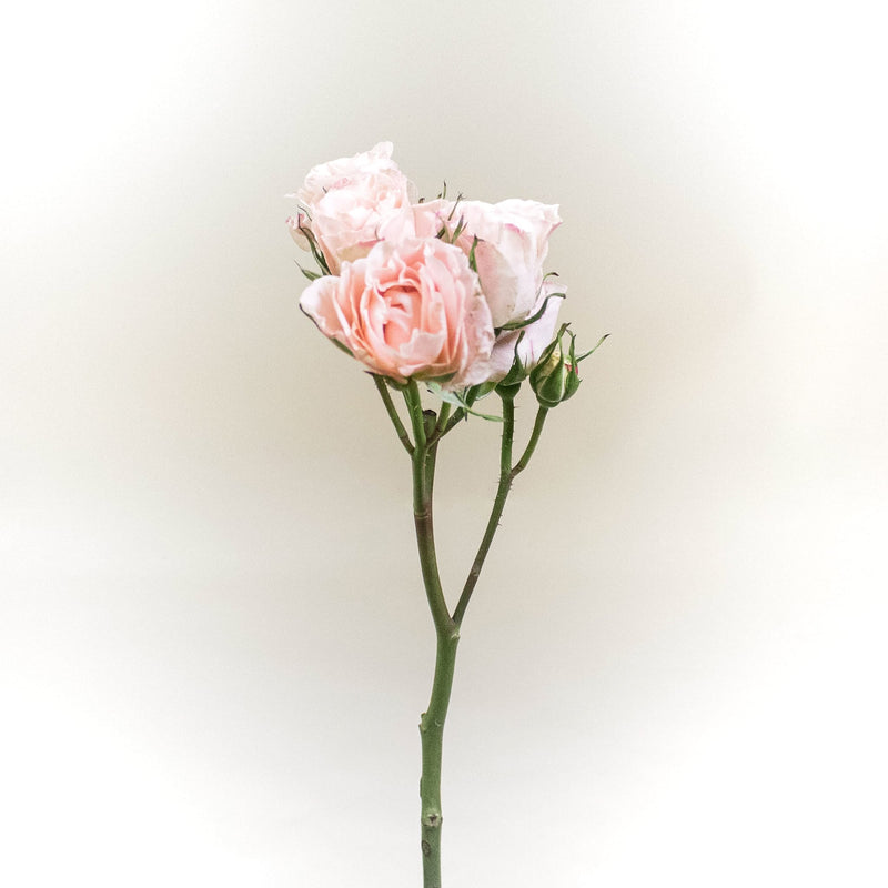 Bali Peach Rose Stem