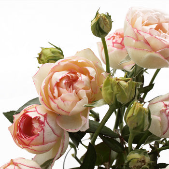 Biedermeier White and Pink Garden Rose Bunch