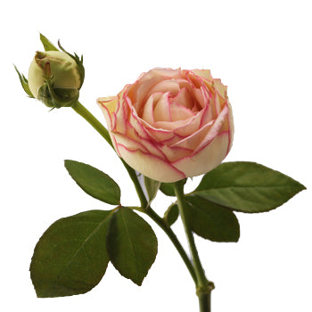 Biedermeier White and Pink Garden Rose Side Stem View