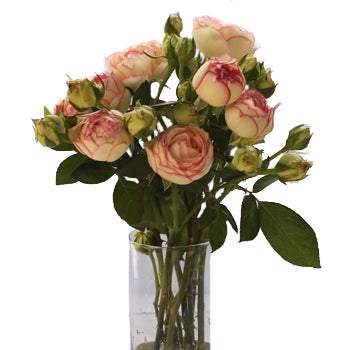 Biedermeier White and Pink Garden Wholesale Roses In a vase