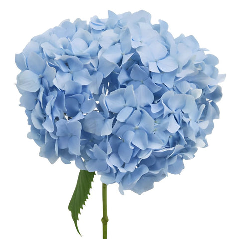 Jumbo Blue Hydrangea Stem View