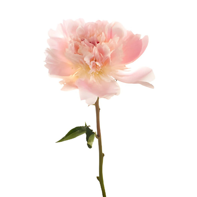 Blush Pink Alertie Peony Side Stem View