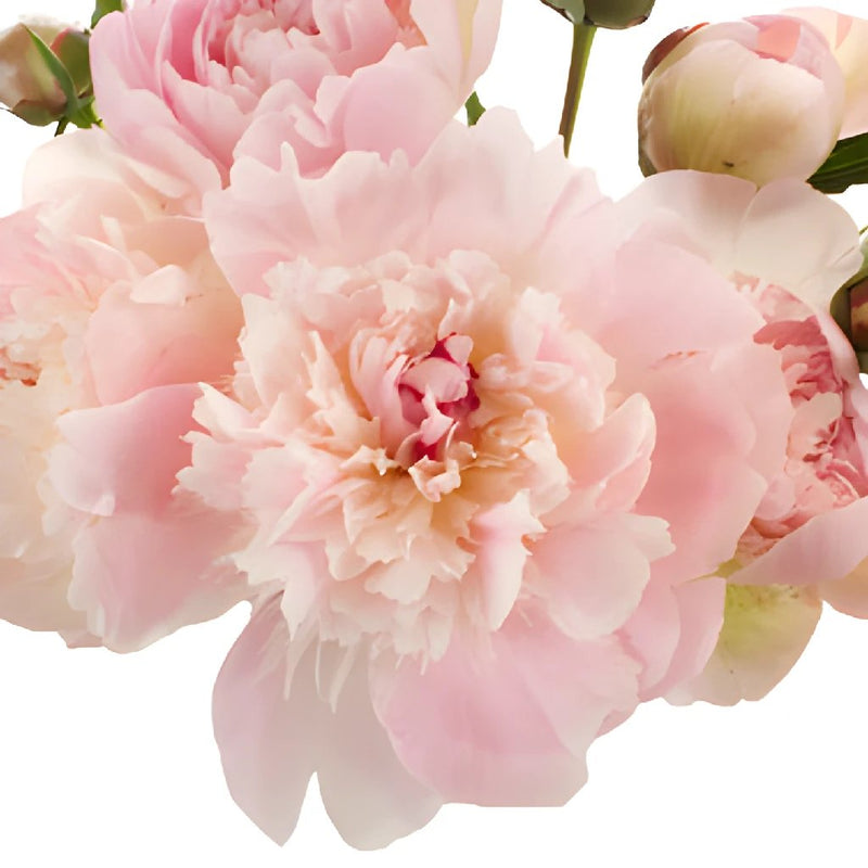 Blush Pink Alertie Peonies up close