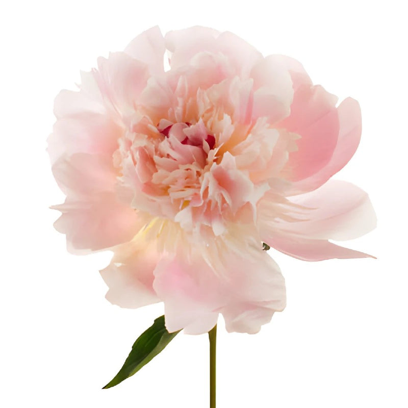 Blush Pink Alertie Peony Stem