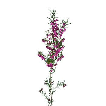 Boronia Heather Flower Bright Pink