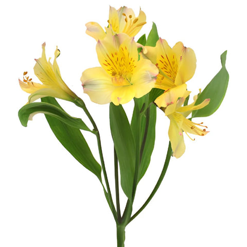 Bright Yellow Alstroemeria Flower Stem View
