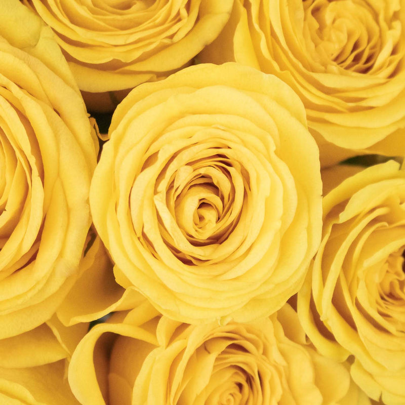 yellow roses close up of the flower