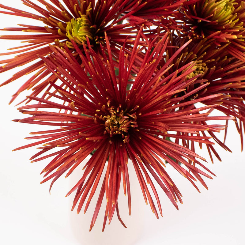 Bronze Spider Mum Flower Up Close