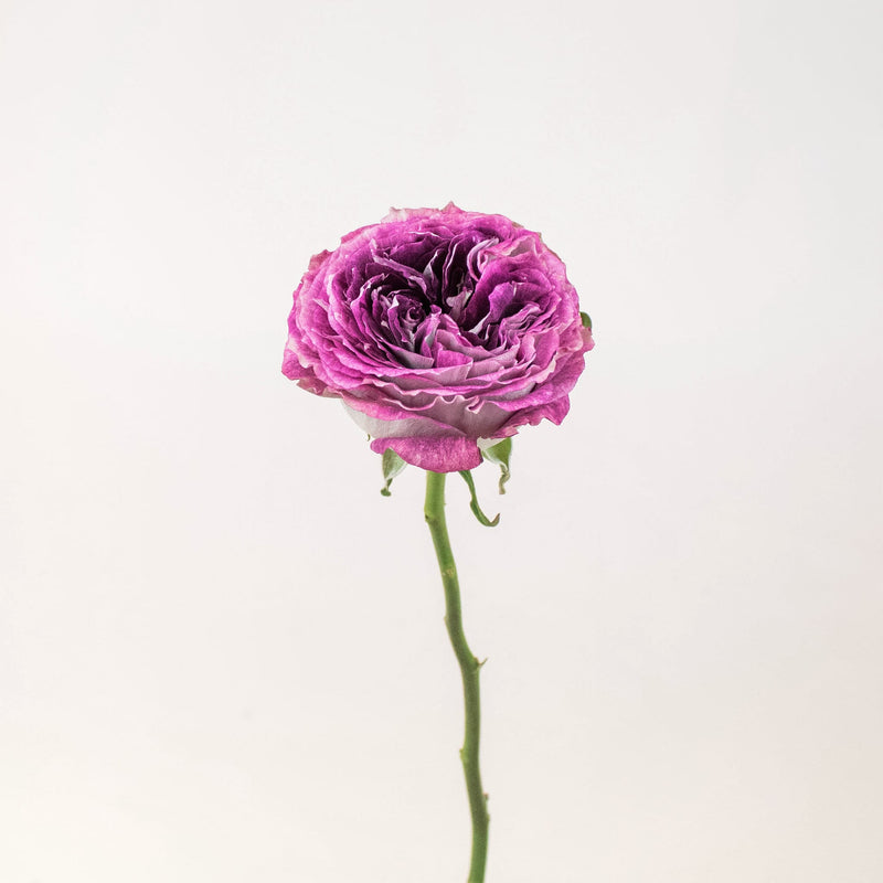 Brujas Purple Garden Rose Stem