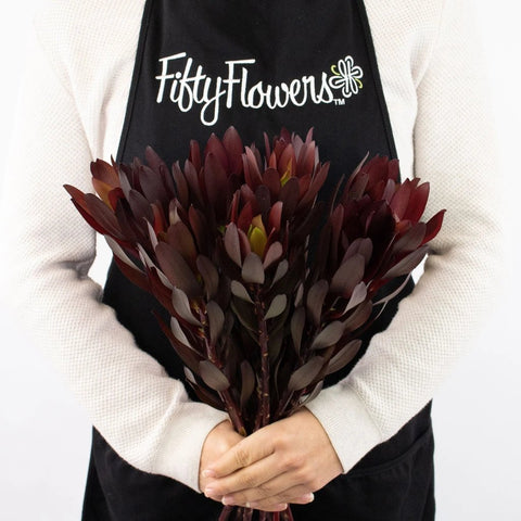 Burgundy Leucadendron Greenery Bunch in Hand