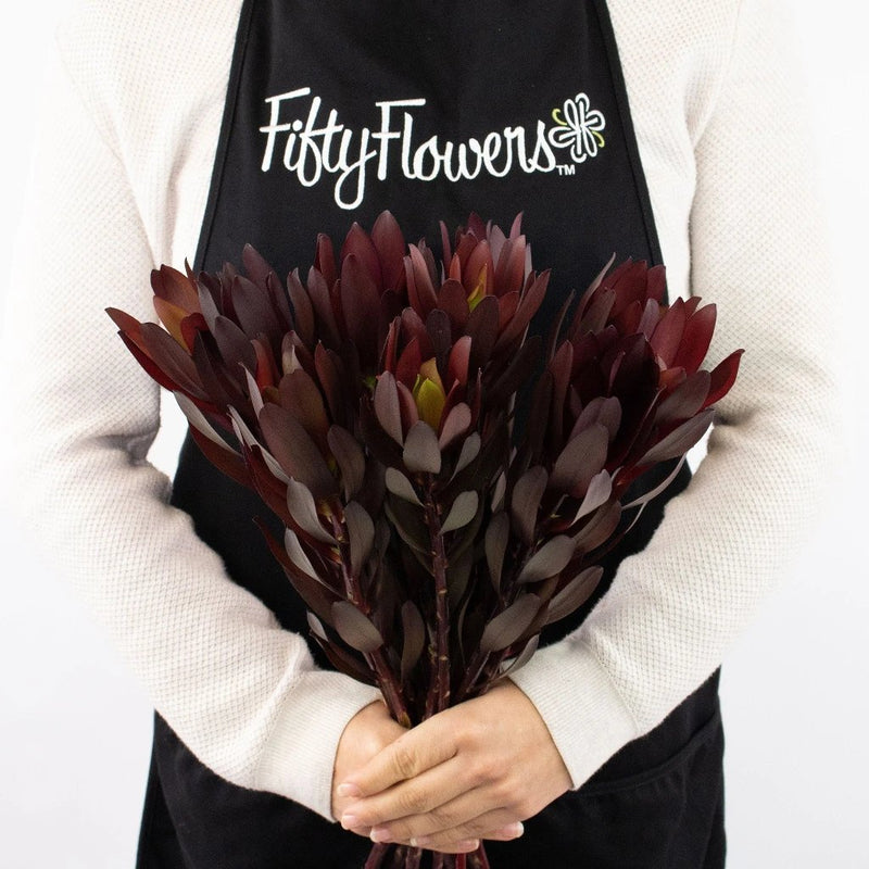 Burgundy Leucadendron Greenery Bunch in Hand