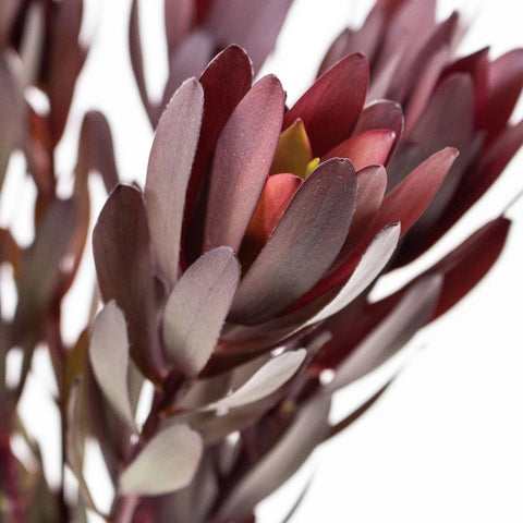 Burgundy Leucadendron Greenery Close Up