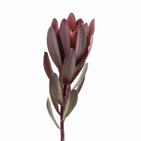 Burgundy Leucadendron Greenery Stem
