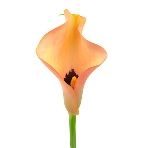 Passion Peach Coral Calla Lily Flower