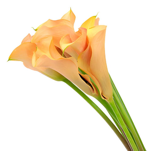 Passion Peach Coral Calla Lily Flower