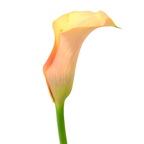Passion Peach Coral Calla Lily Flower