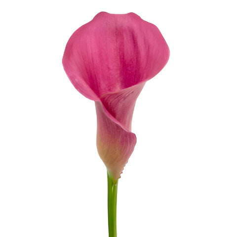 Magenta Mini Calla Lilies