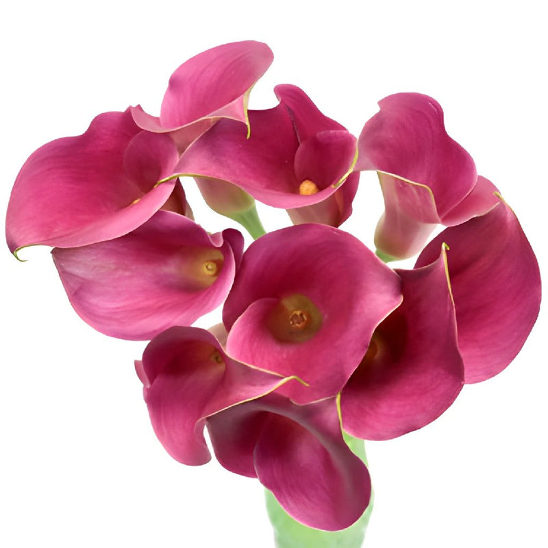 Magenta Mini Calla Lilies