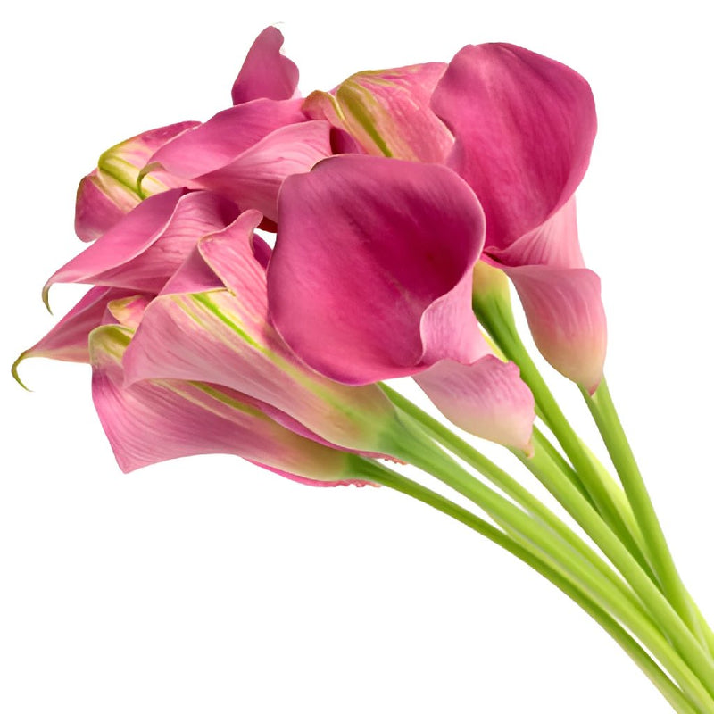 Magenta Mini Calla Lilies