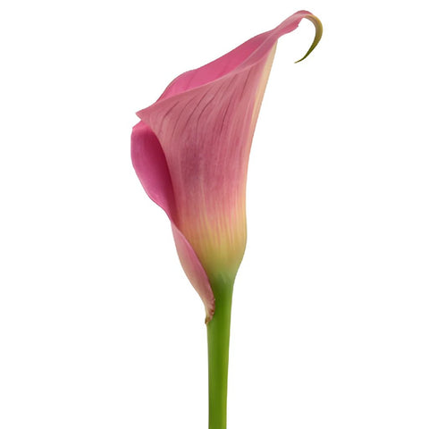 Magenta Mini Calla Lilies